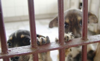 Projeto que aumenta pena por maus-tratos a animais está parado na Câmara