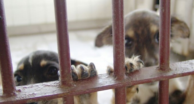 Projeto que aumenta pena por maus-tratos a animais está parado na Câmara