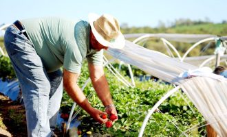 Prefeitura intermedia linhas de crédito para produtores