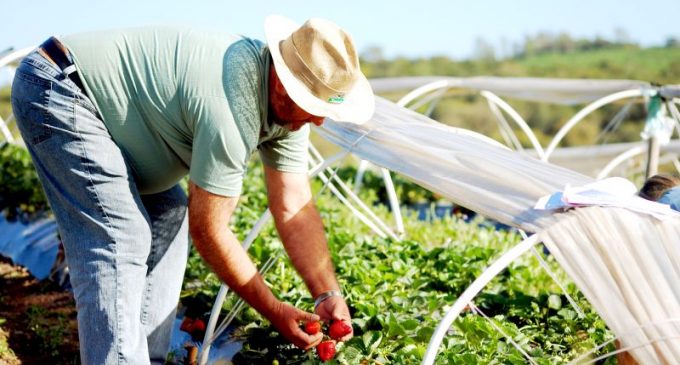 Prefeitura intermedia linhas de crédito para produtores