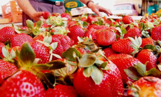 Pelotas divulga programação da 6ª Festa do Morango