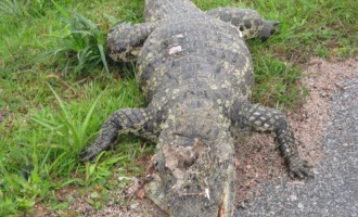 Ampliação da Reserva Ecológica do Taim provoca nova polêmica