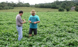 Condições climáticas atrapalham plantio das culturas de verão no RS