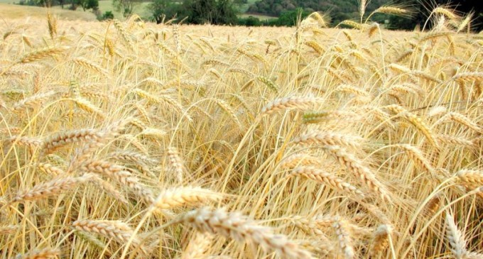 Estado deverá colher a segunda maior safra de trigo da história