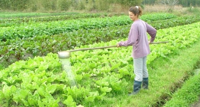 Dilma sanciona Lei que garante seguridade especial ao agricultor que possui agroindústria familiar