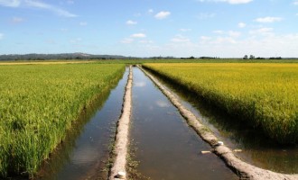 Tecnologias para arroz irrigado são lançadas na Expointer