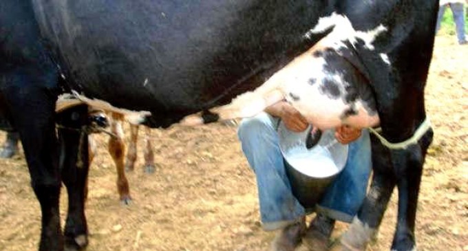 Maior oferta de leite provoca queda dos preços e preocupa produtores gaúchos