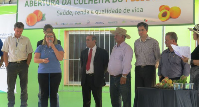Abertura da Colheita do Pêssego em Canguçu referenda ações da Ascar-Emater/RS