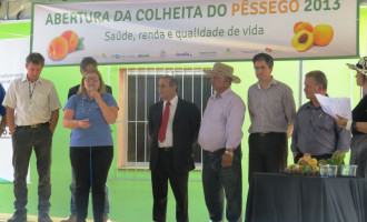 Produtores comemoram boa safra de pêssego