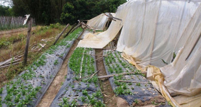 Clima prejudica desenvolvimento de hortaliças no RS