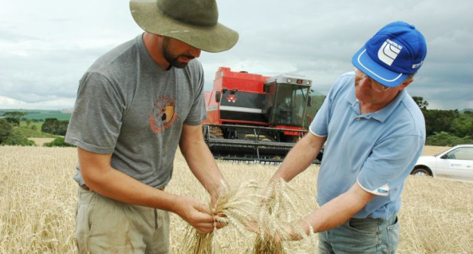 Colheita do trigo chega ao final no RS e safra pode ser a maior da história