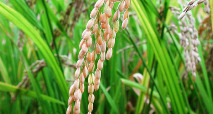 Estado alcança 100% da área de arroz semeada