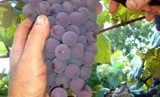 Novo preço mínimo da uva é R$ 0,92/kg
