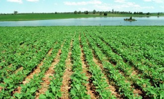 SOJA E MILHO : Perspectiva de chuvas anima os agricultores