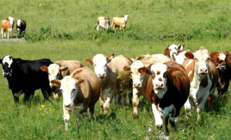 Estudo com 400 propriedades avaliará biosseguridade de rebanho bovino gaúcho