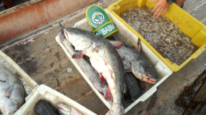 O pescado encontrado estava visivelmente fora das medidas estabelecidas para a pesca