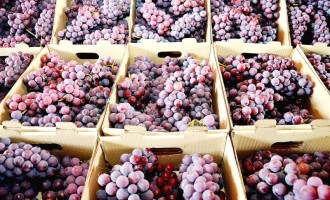 Feiras para venda de uva seguem em toda a cidade