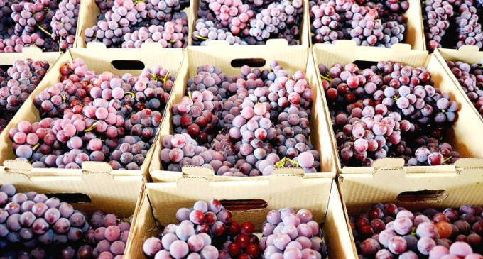 Safra de uva poderá chegar a 25 toneladas por hectare