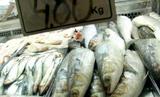 Semana do Peixe inicia nesta Segunda