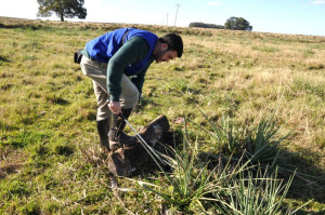 Em cinco campanhas realizadas pela Gestão Ambiental (STE S.A.) das obras de duplicação da BR-116/RS, iniciadas em dezembro de 2012, foram observados 71 animais de 13 espécies.