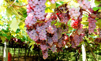 Abertura da 9ª colheita da uva terá degustação ao público