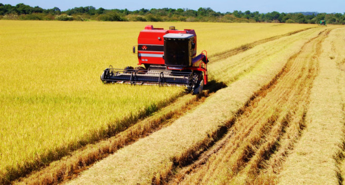Com mais da metade da área colhida, produtividade do arroz gaúcho apresenta estabilidade