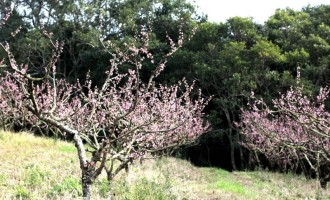 Região Sul investe na diversificação de culturas produtivas