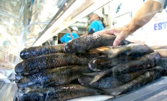 Confira os locais da Feira do Peixe na Semana Santa