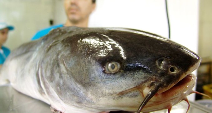 Comercialização de peixes deve movimentar R$ 30 milhões este ano no Rio Grande do Sul