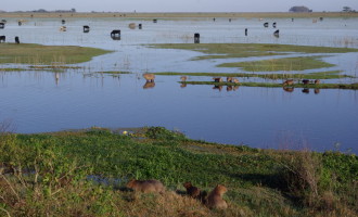 TAIM  : Triplicação da área ecológica será definida no mês que vem