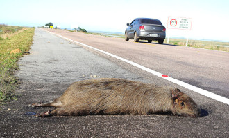 SANTA VITÓRIA : Mortandade de animais no Taim será tema de audiência pública