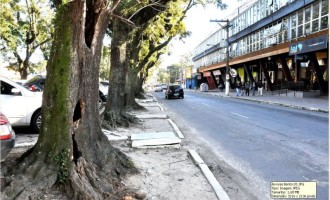 Árvores mortas que oferecem risco de queda serão cortadas