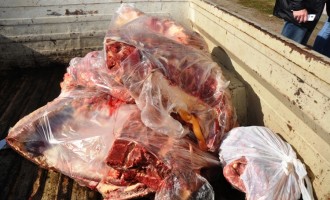 ABATEDOUROS : Inspeção Municipal de Carnes fiscaliza 220t. em setembro