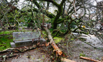 PERIGO : Árvores de grande porte caem na praça Coronel Pedro Osório