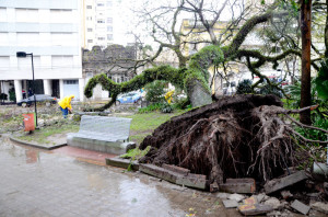 RAÍZES frágeis não suportaram o peso da árvore que se “esparramou” por sobre canteiro e calçada FOTOS: Alisson Assumpção/DM  