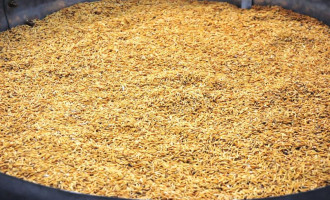 QUALIDADE NA MESA : Irga lança três novas cultivares de arroz