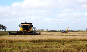 Custos de produção preocupam arrozeiros