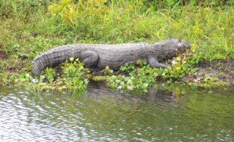 Rio Grande do Sul tem 280 espécies de animais ameaçadas de extinção