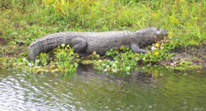 Rio Grande do Sul tem 280 espécies de animais ameaçadas de extinção