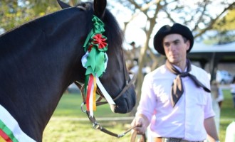 EXPOFEIRA : Cavalo Crioulo define programação