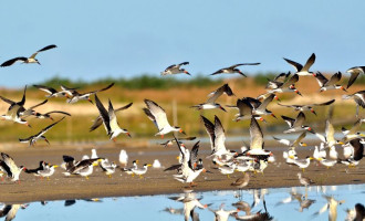 LAGOA DO PEIXE : Parque Nacional recebe Festival Brasileiro de Aves Migratórias