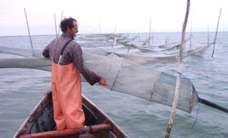 CONSELHO DA PESCA : Nova quebra na safra de camarão vai ser avaliada