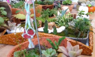 Exposição de mini jardins no Centro de Artes