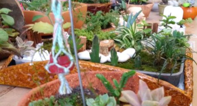 Exposição de mini jardins no Centro de Artes