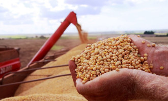 REDUÇÃO: Safra de grãos é de 186,4 milhões de toneladas