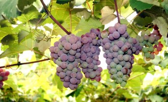 Festa da Colheita da Uva na Colônia Santa Helena