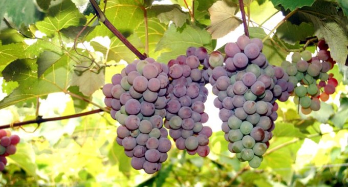 Colheita da uva na Região Sul :  Abertura oficial em Pelotas será dia 21 na Colônia São Manoel