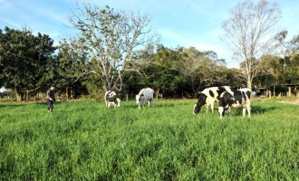 Clima beneficia pastagens e favorece rebanhos no Rio Grande do Sul