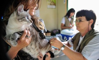 PET SHOPS : Norma exige veterinário para as inspeções diárias