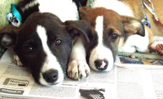 SOS ANIMAIS : Feira de adoção de cães e gatos